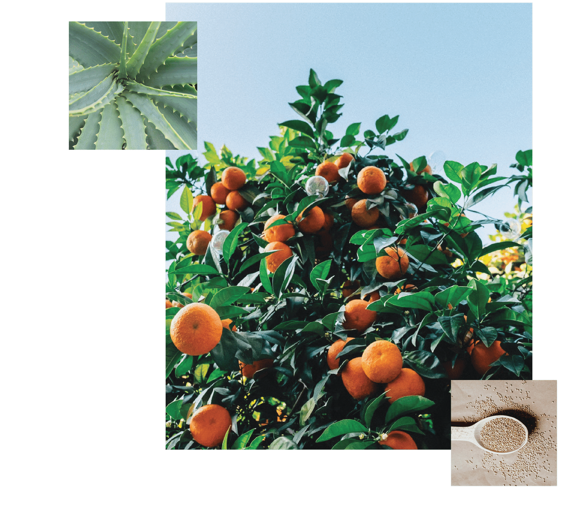 Orange tree with ripe fruits, aloe plant, and a close-up of a bowl with powdered substance.